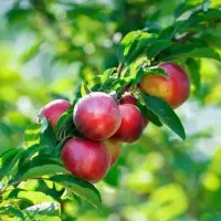 پیش فروش نهال شناسه دار شلیل اناری
