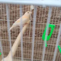 قناری|پرنده|مشهد, کشف|دیوار