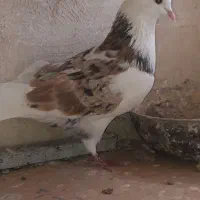کبوتر هما
