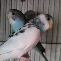 ۵ عدد مرغ عشق