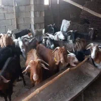 بز خشک و ابستن