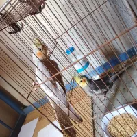 جفت عروس هلندی مولد کارداده