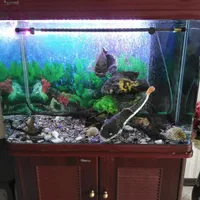 آکواریوم با ماهی و لوازم|ماهی|پردیس, فاز ۴|دیوار