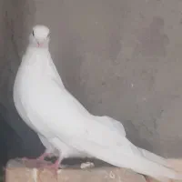 کفتر|پرنده|جیرفت, |دیوار