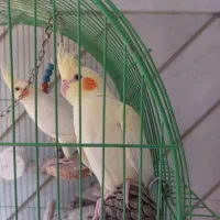جوجه عروس هلندی دستی و کاملا سالم|پرنده|اصفهان, خواجه عمید|دیوار