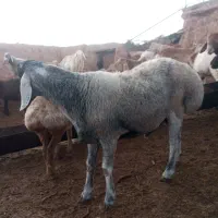 بره چینی|حیوانات مزرعه|تربت جام, جامرود|دیوار