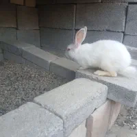 خرگوش