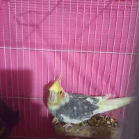 تعدادی عروس هلندی ومرغ عشق دستی ونیمه دستی