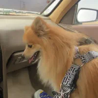 سگ خرسی پامر