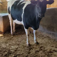گوساله ماده