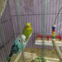 مرغ عشق مولد تضمینی و جوجه مرغ عشق|پرنده|کرج, گلدشت|دیوار