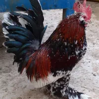 تخم نطفه دار یوسل