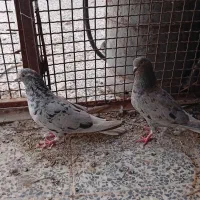 یک جفت سوردمسفید خوشگل