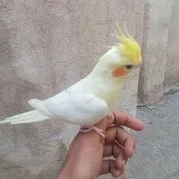 گمشده رسالت ۸۱