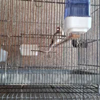 فروش سره نر وماده|پرنده|پاکدشت, پاکدشت (مامازند)|دیوار