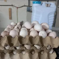 تخم بوقلمون برنز انگلیسی نطفه دار|حیوانات مزرعه|مشهد, طبرسی شمالی|دیوار