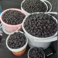 تمشک تازه چین بصورت روزانه و ارسال به درب منزل|خوردنی و آشامیدنی|گرگان, |دیوار