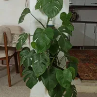 گل مانسترا ،برگ انجیری