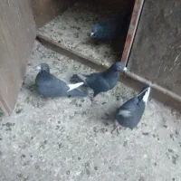 کبوتر پلنگ ماده|پرنده|کرمان, |دیوار