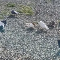 کبوتر|پرنده|دهگلان, |دیوار