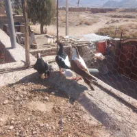 کبوتر  چپ وپلنگ