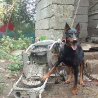 ۲ سگ نگهبان|سگ|آستانه اشرفیه, |دیوار