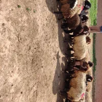 میش بره دار