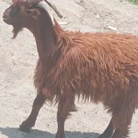 کهره نر