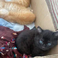 گربه|گربه|رشت, نامجو|دیوار