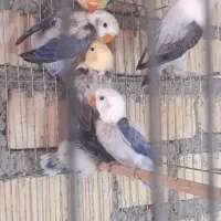 جفت کوتوله مولد