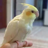 عروس هلندی گمشده