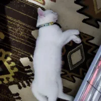 واگذاری گربه