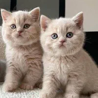 زیباترین مخلوقات بچه گربه ها