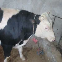 گوساله نر سیمینتال چاق و کشتاری|حیوانات مزرعه|خرمدره, |دیوار