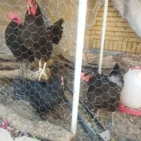 مرغ و خروس برهما