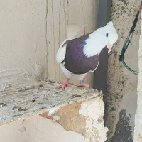 کبوتر طوقی|پرنده|گنبد کاووس, |دیوار