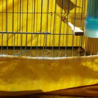 فروش قناری نر زیبا درشت و سرحال