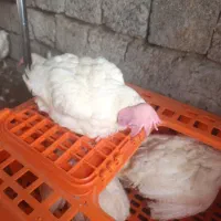 5عدد مرغ گوشتی|حیوانات مزرعه|نوشین شهر, |دیوار