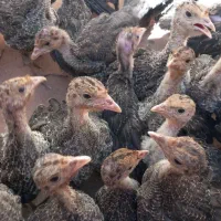تعداد۱۰۰عددجوجه‌‌ 50روزه قیمت توافقی|حیوانات مزرعه|مشهد, رباط طرق|دیوار