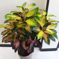 گل طبیعی بسیار زیبا و رنگارنگ