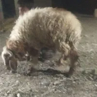 گوراند فروشی|حیوانات مزرعه|مهرستان, |دیوار