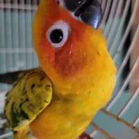 گرینچیک خورشیدی