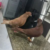 کبوتر|پرنده|بروجرد, |دیوار