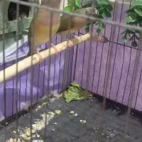 فینج گلدین نروماده8ماهه