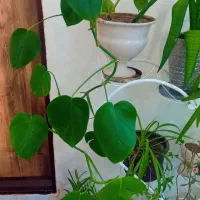 استند با گل و گلدان|گل و گیاه طبیعی|تبریز, |دیوار