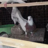 کبوترفروشی