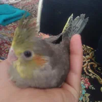 عروس هلندی گم شده