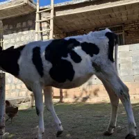 گاو و گوساله|حیوانات مزرعه|بازفت, |دیوار