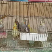 عروس هلندی،گرینچیک،برزیلی،ملنگو،مرغ عشق|پرنده|بندر کنگان, |دیوار