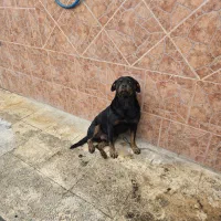 سگ روتوایلر نر سه ساله پوزه دلقکی